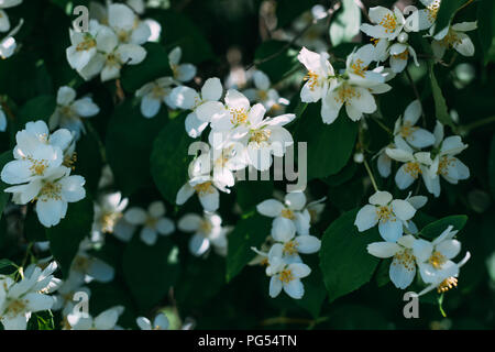 Vue en gros plan de fleurs de jasmin blanc sur Bush Banque D'Images