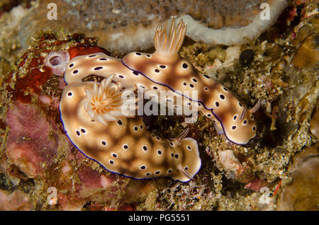 Sea Slug, Hypselodoris tryoni, Chromodorididae, Anilao, Batangas, Philippines, mer des Philippines, l'océan Pacifique, l'Asie Banque D'Images