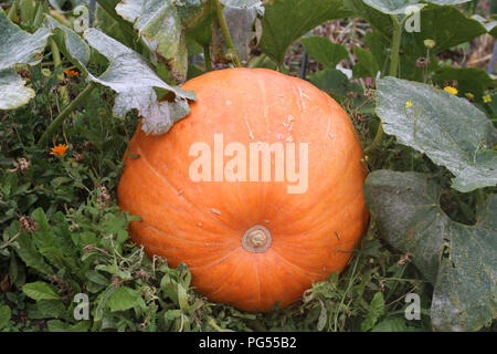 Un géant orange citrouille plant assis sur le sol entouré par ses propres espaces verts. Banque D'Images