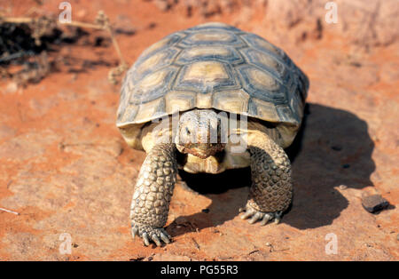 La tortue du désert (Gopherus agassizii) à Red Cliffs Desert réserver dans le sud ouest de l'Utah Banque D'Images