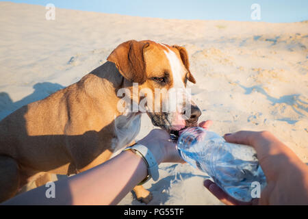 Accorder à l'eau à un chien, point de vue tourné. La main féminine tient une bouteille d'eau pour un animal domestique assoiffé sur journée chaude en plein air Banque D'Images