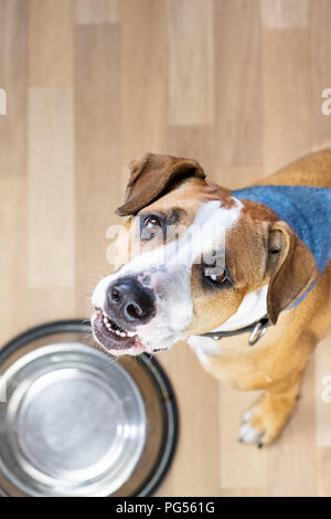 Chiot affamé s'assied sur le plancher près de bol de nourriture vide et demande pour l'alimentation. Cute Staffordshire terrier dog looking up et l'attente pour traite Banque D'Images