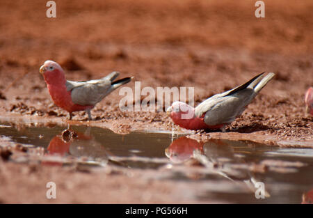 Galahs (Eolophus roseicapilla) boire d'une eau dans l'ouest de l'Australie de l'outback. Banque D'Images