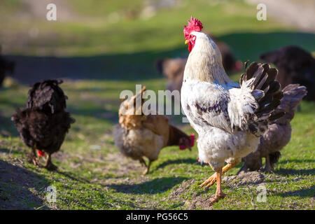 Close-up of big beautiful white bien nourris coq fièrement la garde de troupeau dans l'alimentation des poules sur l'herbe verte journée ensoleillée sur l'arrière-plan flou. Farm Banque D'Images