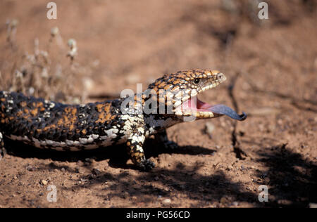 SHINGLEBACK (Tiliqua rugosa) SCINQUE Goldfields, l'ouest de l'Australie Banque D'Images