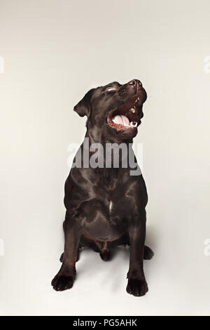 Labrador retriever breed chien aboie dents dangereusement les prises et traite les émotions. grand angle d'animaux et en colère concept. Banque D'Images