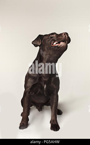 Labrador retriever breed chien aboie dents dangereusement les prises et traite les émotions. grand angle d'animaux et en colère concept. Banque D'Images