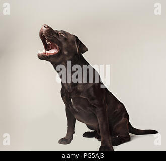 Labrador retriever breed chien aboie dents dangereusement les prises et traite les émotions. grand angle d'animaux et en colère concept. Banque D'Images