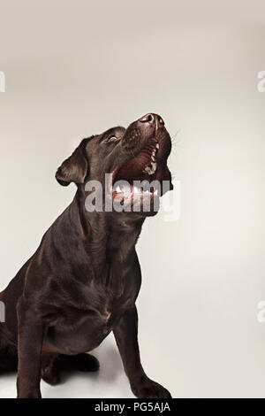 Labrador retriever breed chien aboie dents dangereusement les prises et traite les émotions. grand angle d'animaux et en colère concept. Banque D'Images