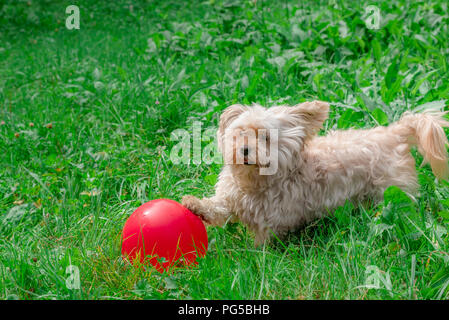 Adorable petit chien Bichon Havanais, courant à travers l'herbe verte et attraper un gros ballon rouge, lors d'une journée ensoleillée d'été. Banque D'Images