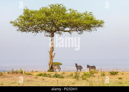 Les zèbres debout dans l'ombre sous un arbre dans la savane Banque D'Images