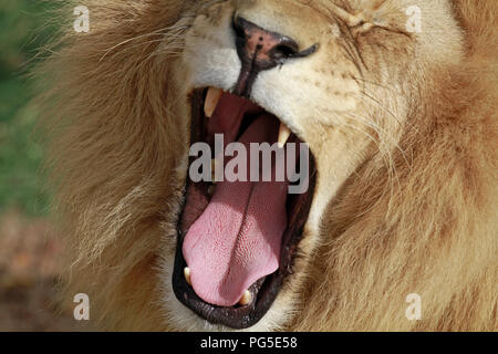 Ouvrir la bouche de l'homme lion (Panthera leo) au moment de l'alimentation dans le parc du Lion Drakenstein, Klapmuts, Afrique du Sud. Banque D'Images