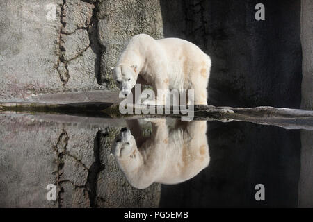 L'ours polaire et la réflexion dans le Zoo de Portland Banque D'Images