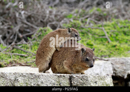 Un jeune (Procavia capensis Rock Hyrax) également connu sous le nom de Cape hyrax ou escalade sur Dassie c'est maman au point Stont colonie de pingouins , Afrique du Sud. Banque D'Images