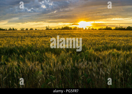 Allemagne, orange coucher du soleil la lumière sur les champs de blé Banque D'Images