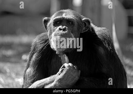 Photographie en noir et blanc d'un chimpanzé commun (P. troglodytes) à Monkey Town Centre de primates, Somerset West, Afrique du Sud. Banque D'Images