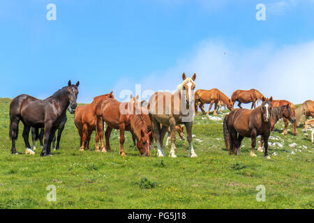 Troupeau de chevaux sur le plateau des Apennins Banque D'Images