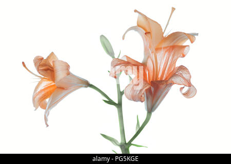 Belles fleurs lys orange offres isolated on white Banque D'Images