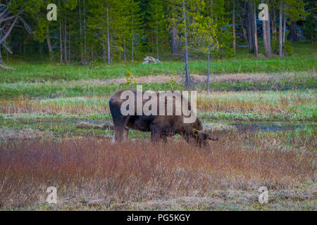 Les orignaux mâchonnant sur saules dans le Parc National de Yellowstone, dans le Wyoming aux USA. Banque D'Images