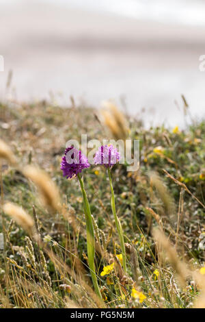 Orchidées Anacamptis pyramidalis pyramidale de plus en plus sur la tête des Grands Ormes, dans le Nord du Pays de Galles Llandudno Banque D'Images