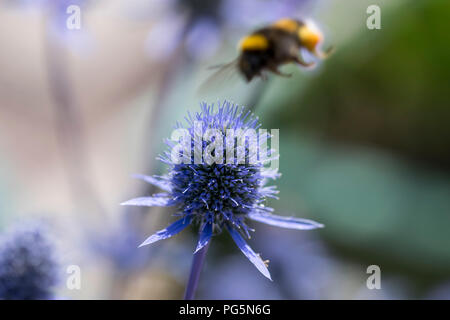 Holly mer Eryngium planum Banque D'Images