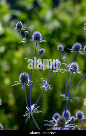 Holly mer Eryngium planum Banque D'Images