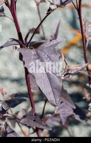 Orach rouge Atriplex hortensis Banque D'Images