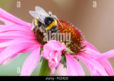 White Tailed bumblebee se nourrissant d'échinacée rose Banque D'Images