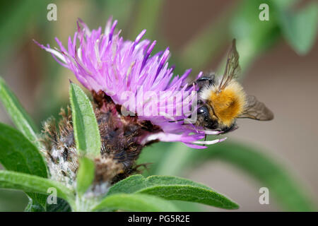 Bumblebee arbre se nourrit de la centaurée commune Banque D'Images