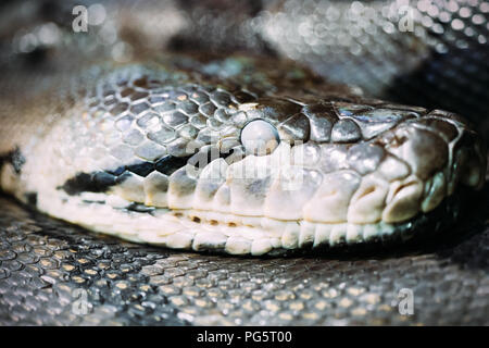 Photo en gros plan des matières dangereuses grandi python Banque D'Images