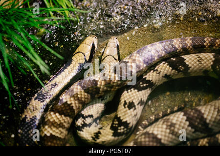 Photo en gros plan des matières dangereuses grandi python Banque D'Images