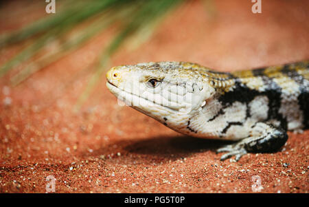 Gecko gecko animal populaire, un lézard actif nuit Banque D'Images