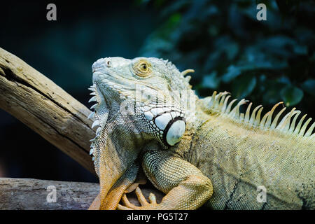 Iguane vert, debout sur une branche Banque D'Images