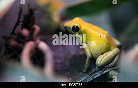 Grenouille poison très toxique animal avec des couleurs d'avertissement Banque D'Images