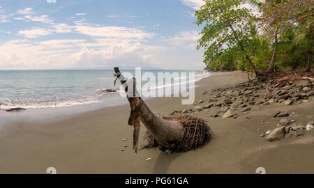 Plage, Parc national de Corcovado, péninsule d'Osa, au Costa Rica. Banque D'Images
