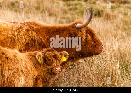 Une vache et son veau Highland dans l'herbe haute en hiver. Islay, Ecosse, Royaume-Uni Banque D'Images
