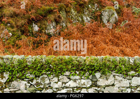 Un mur de pierre blanche avec de la végétation verte sur le dessus de celui-ci avec orange fougères dans l'arrière-plan Banque D'Images
