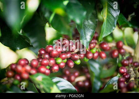 Usine de café. Les grains de café rouge sur une branche de caféier Banque D'Images