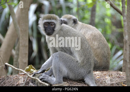 Un renaturated suisse le calc-collines et de trous à Mombasa dans un magnifique parc animalier Banque D'Images