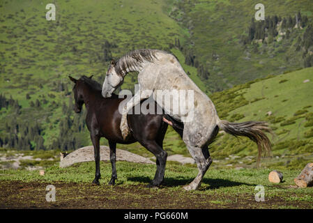 L'accouplement des chevaux dans la zone alpine de l'herbe, Jyrgalan, Kirghizistan Banque D'Images