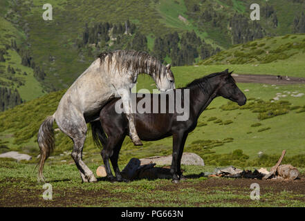L'accouplement des chevaux dans la zone alpine de l'herbe, Jyrgalan, Kirghizistan Banque D'Images