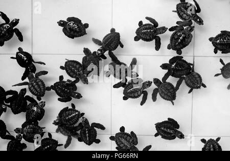 Les tortues en noir et blanc motif ; motif en noir et blanc faite hors de beaucoup de petit bébé tortues de mer la natation dans la piscine ; projet de conservation des tortues de mer Banque D'Images