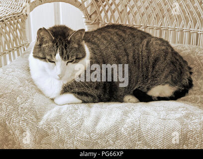 Cat laying on blanket tissés sur cadre de lit en rotin et le contenu agréable Banque D'Images