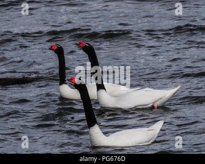 Cygnes à col noir (cygnus melancoryphus) dans Golfe Almirante Montt en Patagonie - Puerto Natales, Chili, région de Magallanes. Banque D'Images