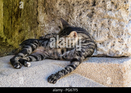 Un chat est la rue elle-même toilettage sur un mur de pierre sur l'île grecque de Rhodes Banque D'Images