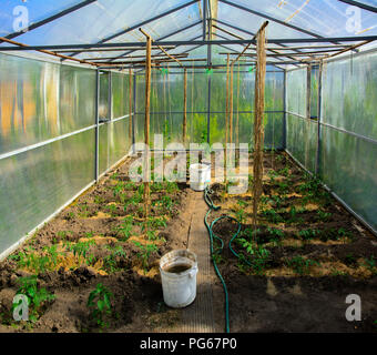 Des rangées de plants de tomates, poivrons et concombres grandit en une ...