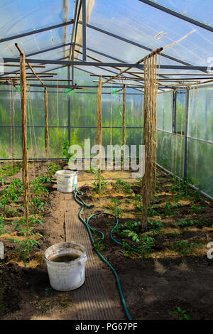 Des rangées de plants de tomates, poivrons et concombres grandit en une ...