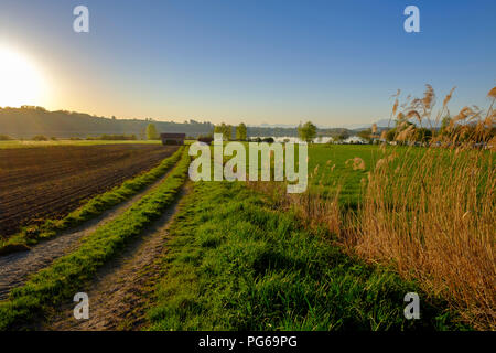 Allemagne, Berlin, Chiemgau, Tachinger voir près de Taching, champ contre soleil du matin Banque D'Images
