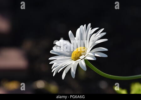 Bellis perennis. Une politique commune de l'espèce de DAISY. Une usine européenne de la famille, avec des fleurs jaune et blanc Banque D'Images
