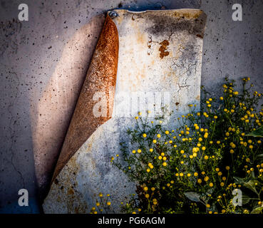 Old weathered signer sur le béton avec des fleurs jaunes Banque D'Images
